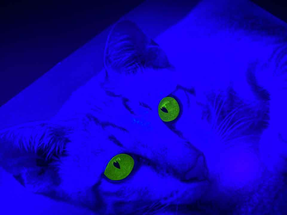 สติกเกอร์นีออนเรืองแสง โดดเด่นในที่มืดและสว่างในที่แสงน้อย